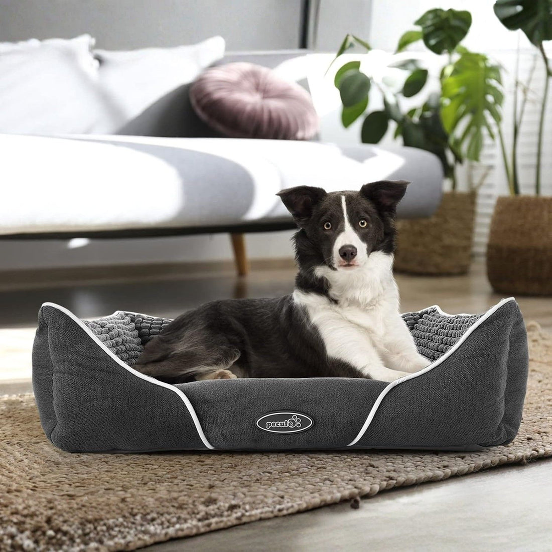 Szürke, magas peremű kutyaágy fekete-fehér border collie-val, szőnyegen